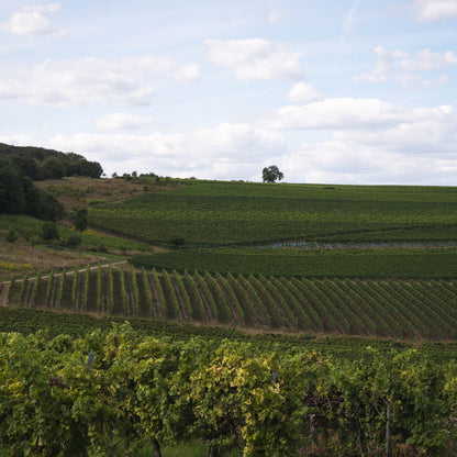 Riesling Löhrer Berg trocken Lagenwein