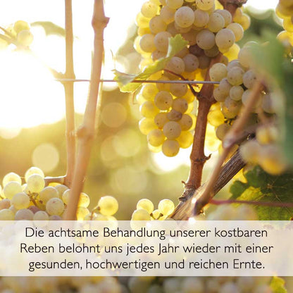 2021er Spätburgunder Weißherbst Qualitätswein feinherb